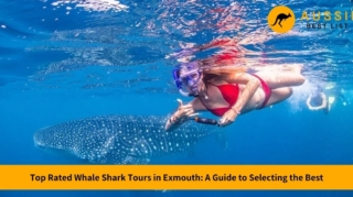 best whale shark tour exmouth